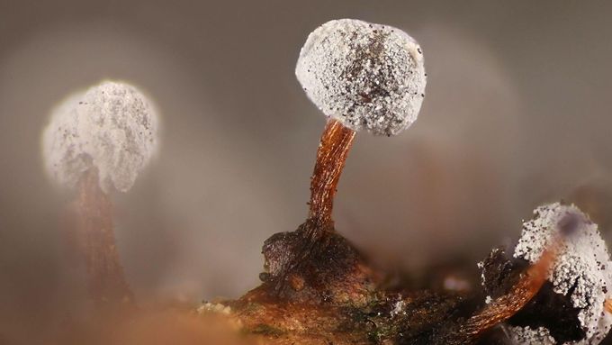 Výtrusy hub rodu Aspergillus mohou způsobovat smrtelně nebezpečnou aspergilózu. A teplejší a vlhčí klima jim podle vědců svědčí. Snímek je ilustrační.