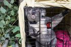 Koala Ernie, kterému museli odoperovat jedno oko, při převozu do oblasti, kde ho záchranáři chtějí vrátit do volné přírody.