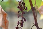 Uschlé hrozny v toskánské vinařské obci Radda in Chianti.