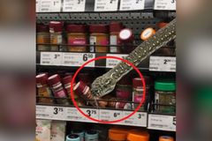 Austrálií hýbe magické setkání s hadem. Krajta si v obchodě vybrala správnou "oběť"